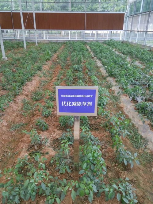 科技創新助力智慧農業發展 技術開發的前沿與應用